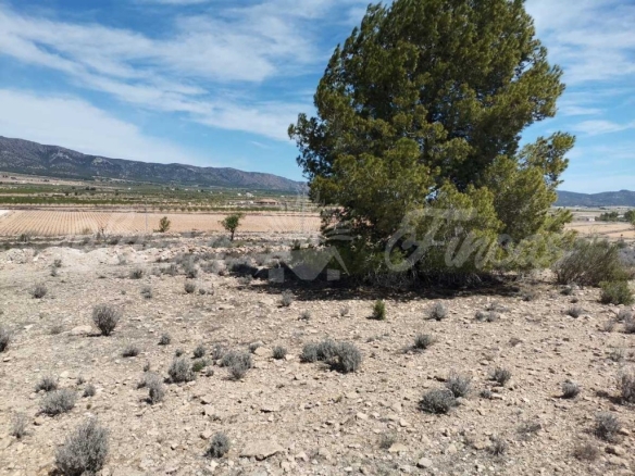 Imagen 2 de Suelo urbanizable en Venta en Pinoso Alicante