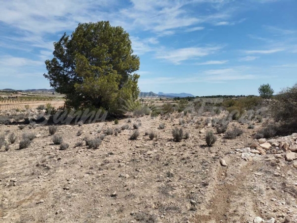 Imagen 1 de Suelo urbanizable en Venta en Pinoso Alicante