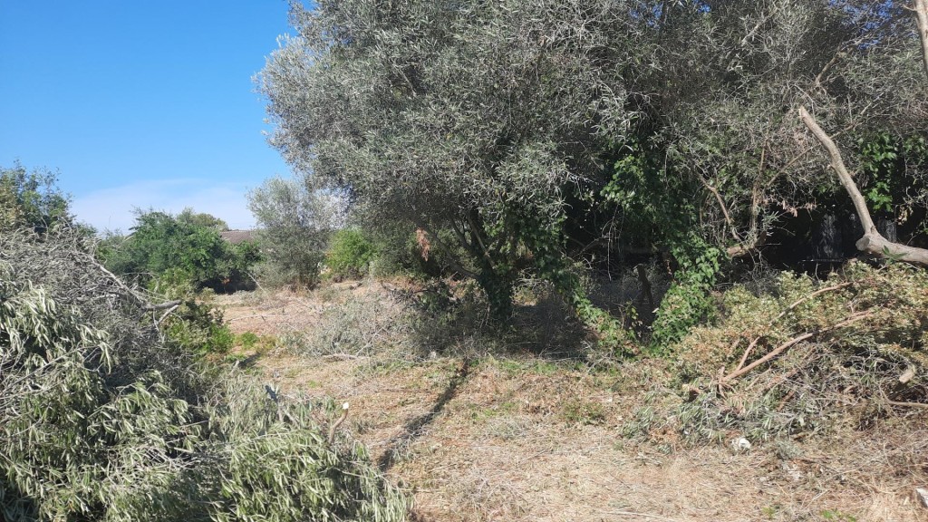 Imagen 2 de Terreno con proyecto y estudios incluidos