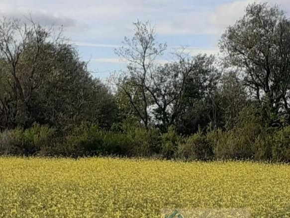 Imagen 2 de Suelo urbanizable en Venta en Santo Tome Del Puerto Segovia