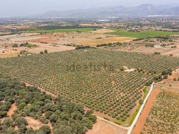 Imagen 1 de EMPRESA DE ACEITE DE OLIVA