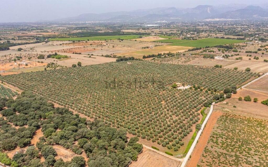 Imagen 1 de EMPRESA DE ACEITE DE OLIVA