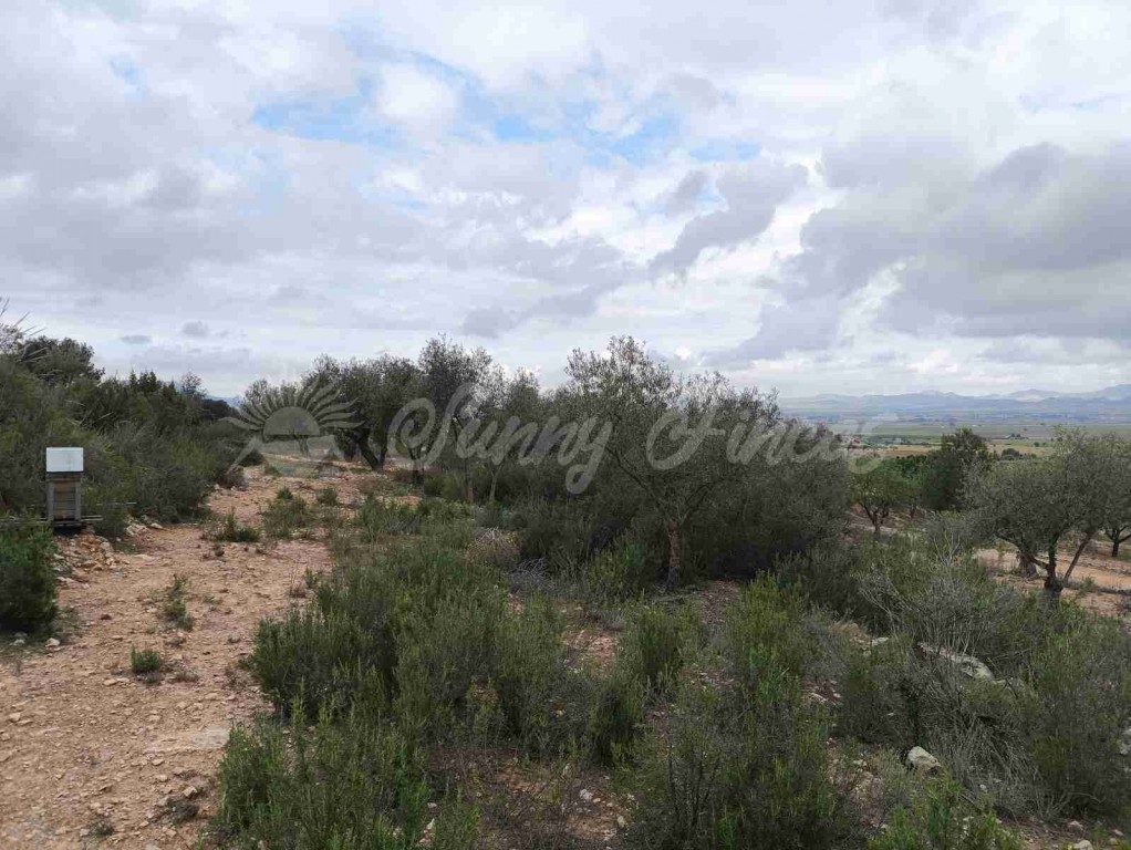 Imagen 3 de Suelo urbanizable en Venta en Yecla Murcia
