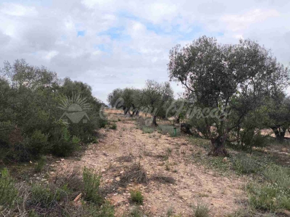 Imagen 4 de Suelo urbanizable en Venta en Yecla Murcia