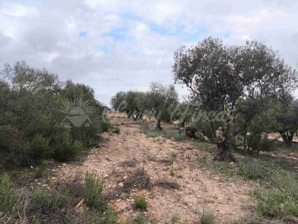 Imagen 4 de Suelo urbanizable en Venta en Yecla Murcia
