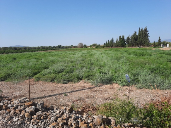 79 ha en Santa Bàrbara con pozo propio