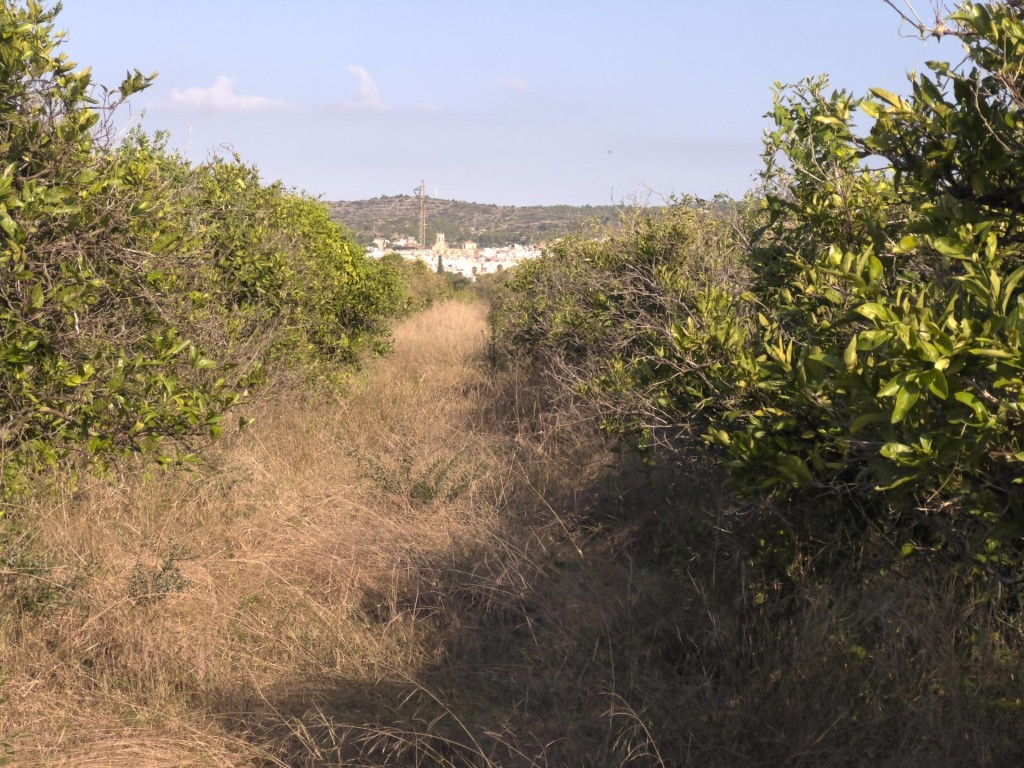 Imagen 1 de Finca rústica de naranjos en Alcanar