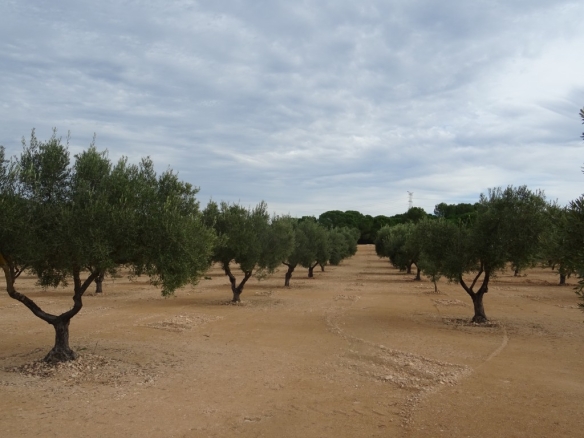 Imagen 1 de Suelo rústico en Venta en Biar Alicante