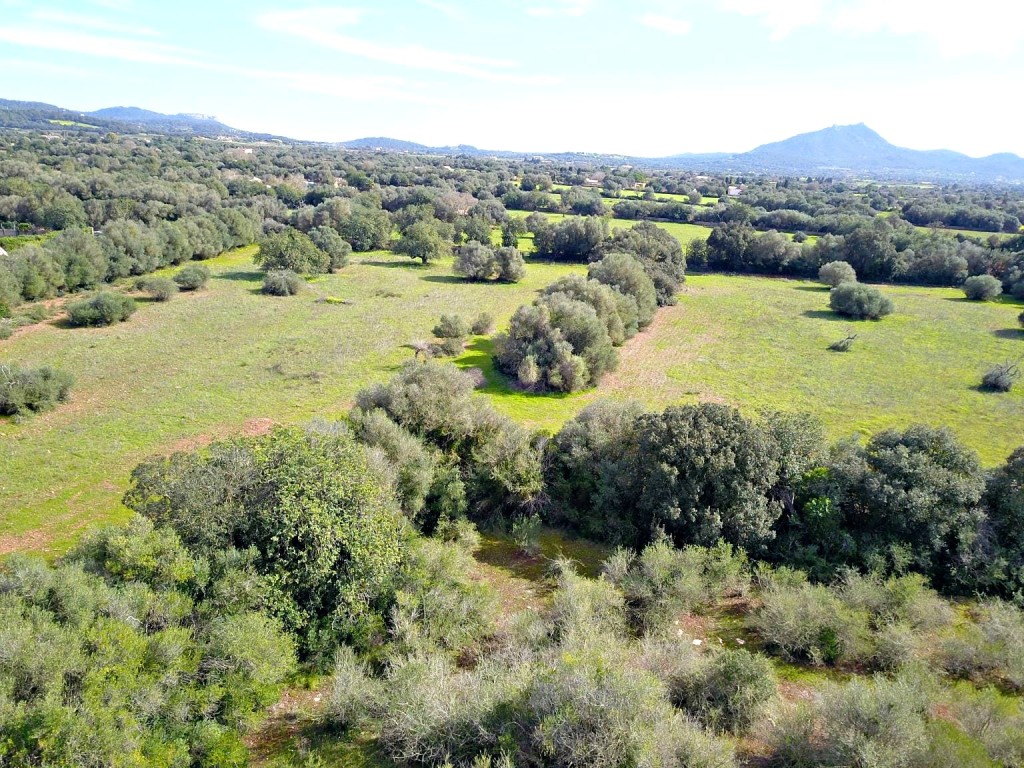 Imagen 3 de Solar residencial en Venta en Felanitx Baleares