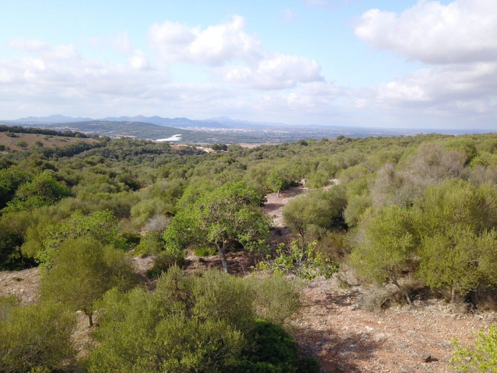 Imagen 4 de Solar residencial en Venta en Manacor Baleares