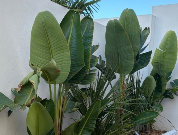 Imagen 4 de Villa de arquitecto de excepción en Empuriabrava