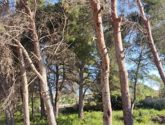 Imagen 2 de Solar urbano en Venta en Moraira Alicante