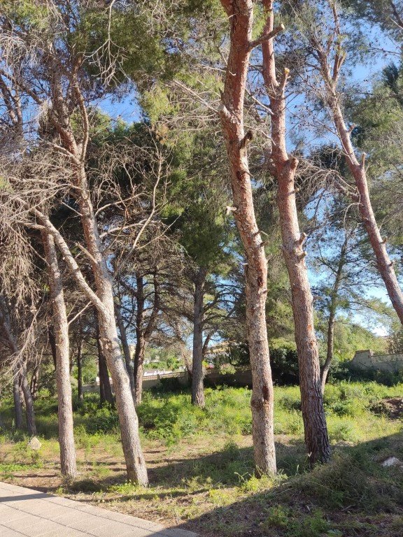 Imagen 2 de Solar urbano en Venta en Moraira Alicante