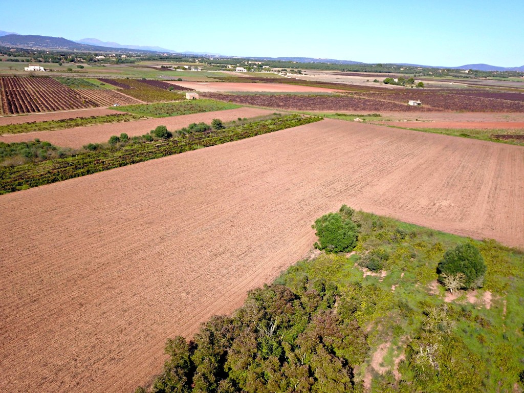 Imagen 4 de Solar residencial en Venta en Felanitx Baleares