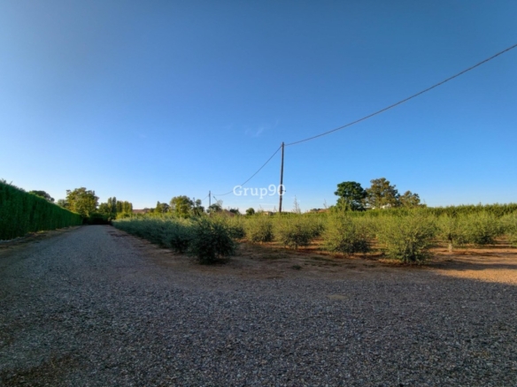 Imagen 4 de FINCA DE 7.500 m2 CON 200 OLIVOS Y ALMACÉN DE 123 m2 EN PARTIDA RUFEA – ¡A SOLO 5 MINUTOS DE LLEIDA!
