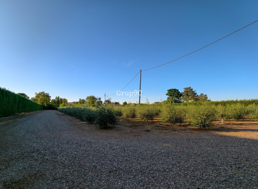 Imagen 4 de FINCA DE 7.500 m2 CON 200 OLIVOS Y ALMACÉN DE 123 m2 EN PARTIDA RUFEA – ¡A SOLO 5 MINUTOS DE LLEIDA!